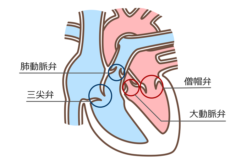 高齢者に多い「心臓弁膜症」